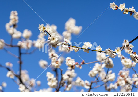 White plum shining in the blue sky White plum shining in the blue sky 123220611