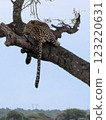 Leopard on tree 123220631