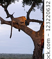 Leopard on tree 123220632