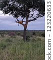 Leopard on tree 123220633
