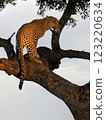 Leopard on tree 123220634