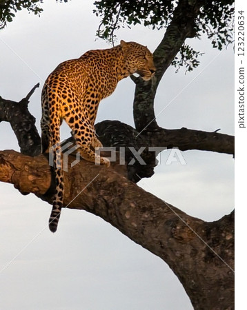 豹子在樹上 123220634
