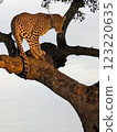 Leopard on tree 123220635