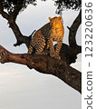 Leopard on tree 123220636