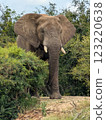 Elephant 123220638