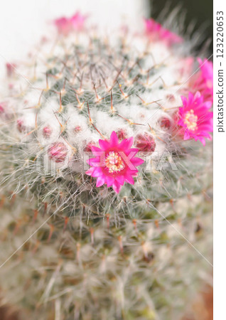 Mammillaria carmenae ,Mammillaria or cactus or succulent or Mammillaria carmenae with pink flower Mammillaria carmenae ,Mammillaria or cactus or succulent or Mammillaria carmenae with pink flower 123220653