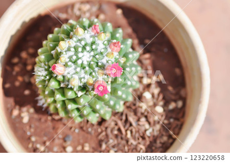 Mammillaria or Mammillaria erusamu f or rebutia minuscula, cactus or succulent with flower or cactus flower 123220658