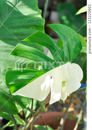 Monstera Albo or Monstera, Herricane plant or Swiss cheese or bicolor Monstera or white leaf Monstera Albo or Monstera, Herricane plant or Swiss cheese or bicolor Monstera or white leaf 123220661