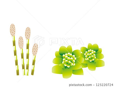 馬尾草和白屈菜花蕾 - 春季插圖 123220724