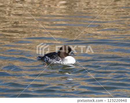 A female mallard swimming in the Kamo River A female mallard swimming in the Kamo River 123220948