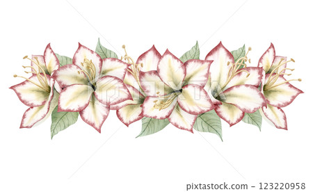 Amaryllis Christmas Flower horizontal banner. White red symbolic winter plant watercolor isolated floral illustration in botanical style. Hippeastrum hand drawn clipart for New Year holidays 123220958