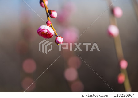 Plum blossoms herald the arrival of spring at Soga Plum Grove Plum blossoms herald the arrival of spring at Soga Plum Grove 123220964