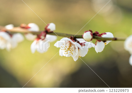 蘇我梅林的梅花預示著春天的到來 蘇我梅林的梅花預示著春天的到來 123220973