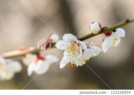 蘇我梅林的梅花預示著春天的到來 蘇我梅林的梅花預示著春天的到來 123220974