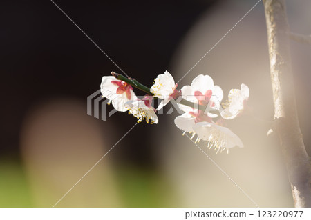 蘇我梅林的梅花預示著春天的到來 蘇我梅林的梅花預示著春天的到來 123220977