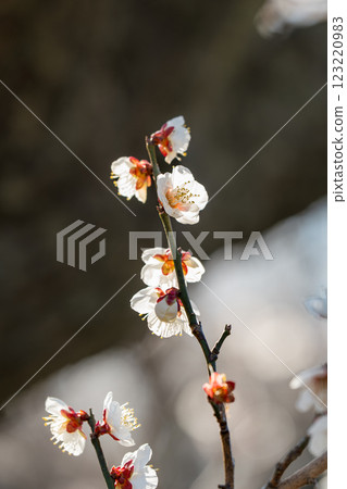 Plum blossoms herald the arrival of spring at Soga Plum Grove 123220983