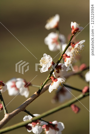Plum blossoms herald the arrival of spring at Soga Plum Grove Plum blossoms herald the arrival of spring at Soga Plum Grove 123220984