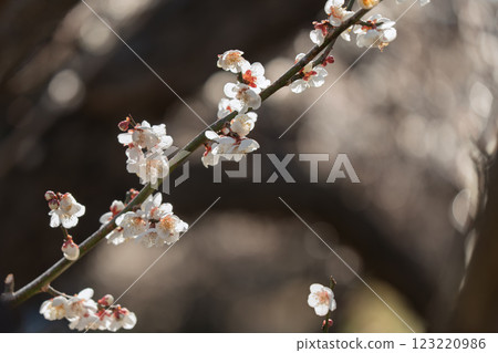 Plum blossoms herald the arrival of spring at Soga Plum Grove Plum blossoms herald the arrival of spring at Soga Plum Grove 123220986