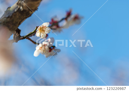 Plum blossoms herald the arrival of spring at Soga Plum Grove Plum blossoms herald the arrival of spring at Soga Plum Grove 123220987