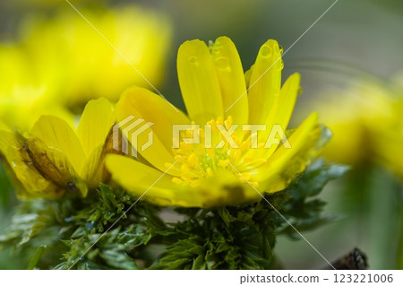 Fukujusou shining in the early spring light Fukujusou shining in the early spring light 123221006