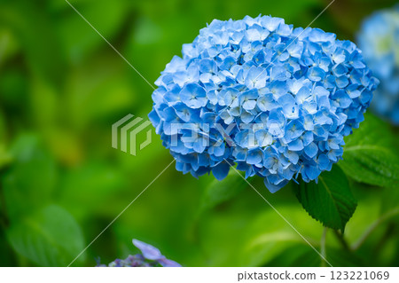 Hydrangea in full bloom 123221069