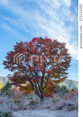 Large maple tree below freezing point 123221085