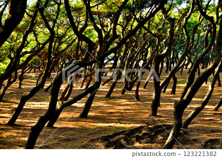 Windbreak forest at Kugenuma Coast 123221382