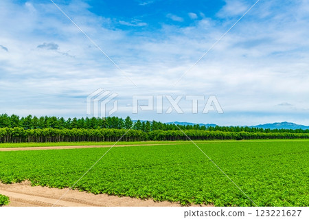 北海道十勝市的廣闊農場 123221627