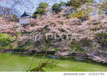 盛開的櫻花(千鳥淵 - 東京) 盛開的櫻花(千鳥淵 - 東京) 123221783