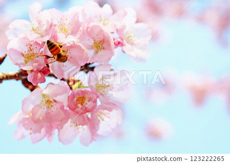 A bee sucking nectar from a full-bloomed Kawazu cherry tree - Spring image background A bee sucking nectar from a full-bloomed Kawazu cherry tree - Spring image background 123222265