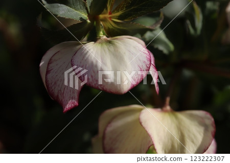 冬季花園中盛開的白色聖誕玫瑰（嚏根草）花 123222307