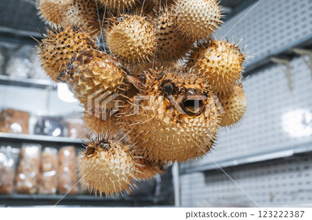souvenir stuffed dried puffer fish at Asian market in Vietnam souvenir stuffed dried puffer fish at Asian market in Vietnam 123222387