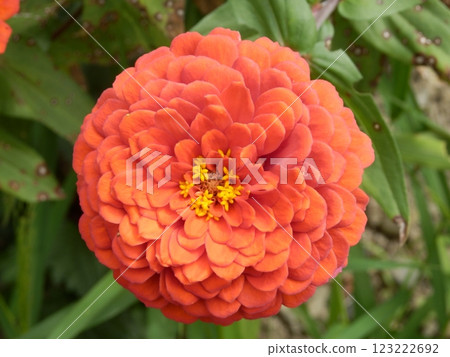 近距離觀看鮮花 近距離觀看鮮花 123222692