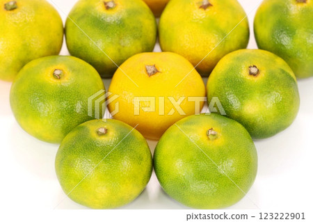 Nishiura mandarin oranges, early mandarin oranges, still green, light background Nishiura mandarin oranges, early mandarin oranges, still green, light background 123222901