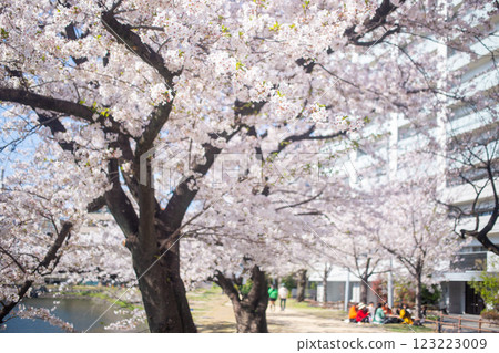 Cherry blossoms in full bloom and Oita Castle Ruins Park 123223009