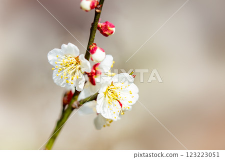 Plum blossom  123223051