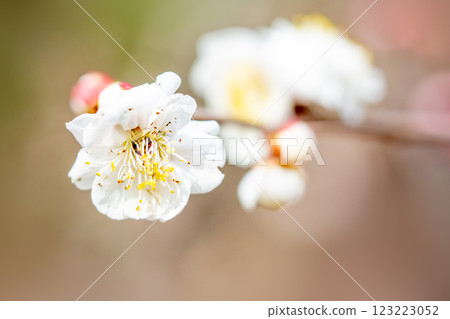 Plum blossom  123223052