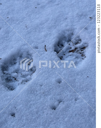 Animal trail Animal trail 123223118