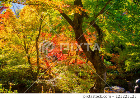[Kyoto Scenery] Hokyo-in Temple - A moment of autumn with red and green leaves 123223125