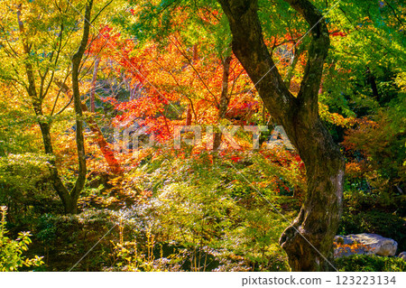 [Kyoto Scenery] Hokyo-in Temple - A moment of autumn with red and green leaves 123223134