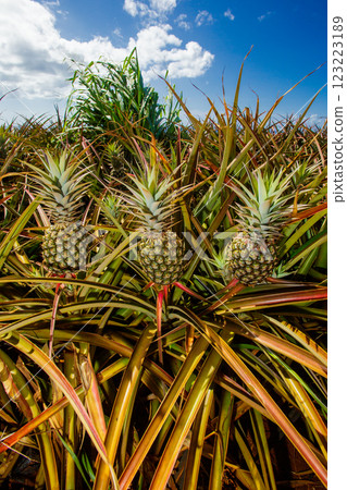 菠蘿 菠蘿 123223189