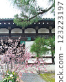 Cherry blossoms starting to bloom at Nijo Castle in Kyoto 123223197