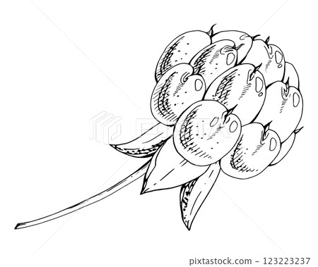 Cloudberry raspberry sloe fruit on receptacle stalk with leaves petals, watercolor hand drawn, red ripe forest berry dewberry mulberry loganberry boysenberry. Botanical isolated element illustration 123223237