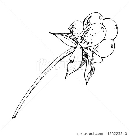 Cloudberry raspberry sloe fruit on receptacle stalk with leaves petals, watercolor hand drawn, red ripe forest berry loganberry boysenberry dewberry mulberry. Botanical isolated element illustration 123223240