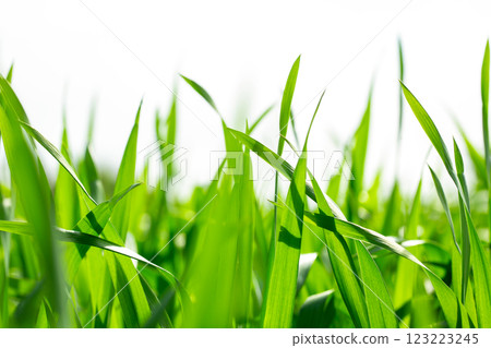 Barley young leaves 123223245
