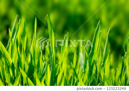 Barley young leaves 123223249