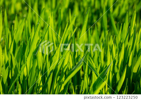 大麥幼葉 大麥幼葉 123223250