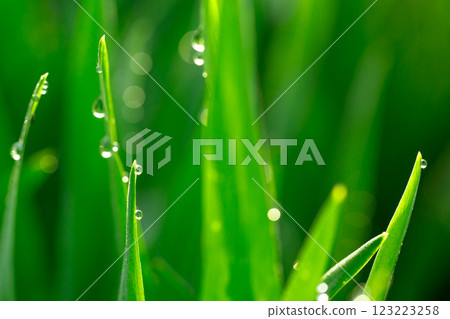 Barley young leaves and morning dew Barley young leaves and morning dew 123223258