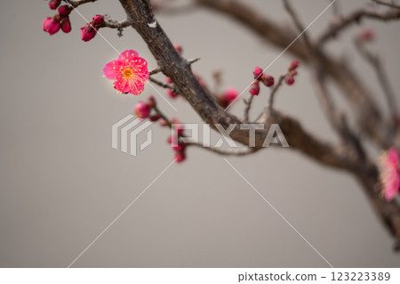 早春梅花 早春梅花 123223389