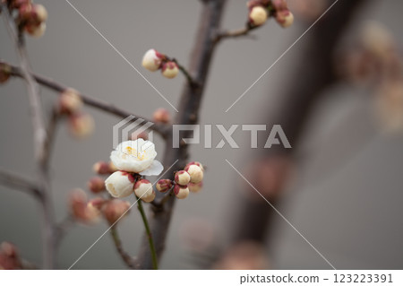 早春梅花 早春梅花 123223391